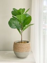 Arbol pequeño fig tree