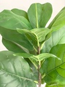 Arbol pequeño fig tree