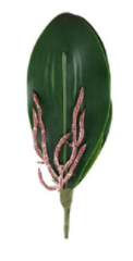 Hojas de orquídeas