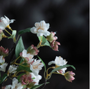 Flor de Manzana