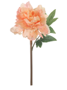 Peony Blanca