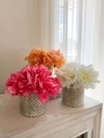 Peony Blanca