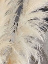 Pampas altas