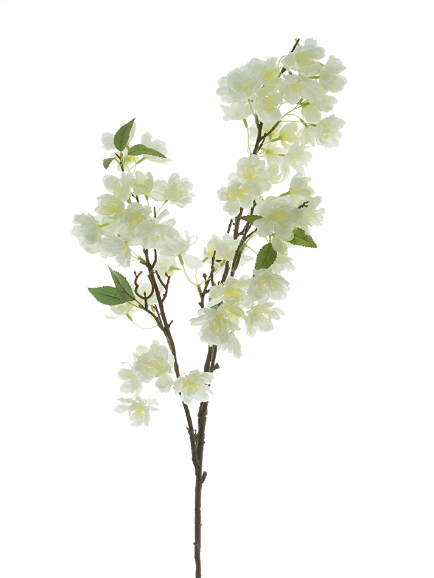 Cherry blossom blanco