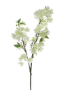 Cherry blossom blanco