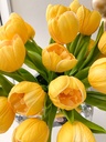 Bunch de 6 tulipanes abiertos amarillos