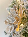 Magnolia Champagne