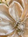 Magnolia Champagne