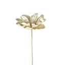 Magnolia Champagne