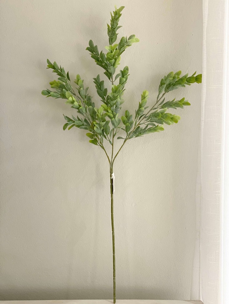 Follaje boxwood