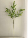 Follaje boxwood