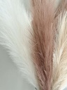 Pampas (varios colores)