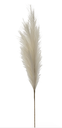 Pampas (varios colores)