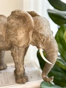 Dumbo