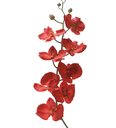 Rama de Orquídea