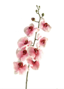 Rama de Orquídea
