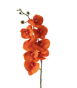 Rama de Orquídea