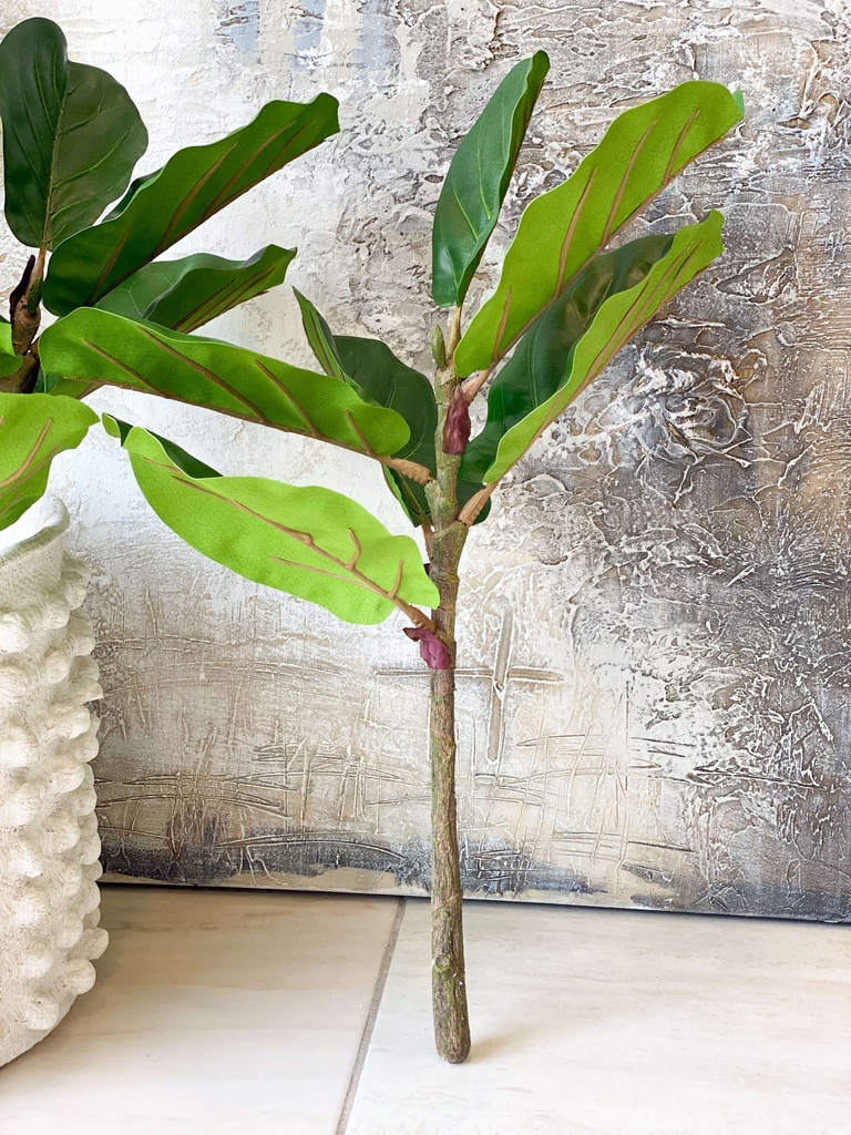Rama de ficus lyrata