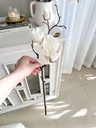 Rama de magnolia tallo cafe