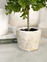 Arbolito boxwood con base (2 Tamaños)