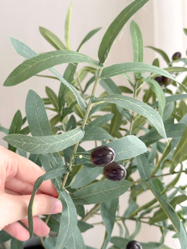 Rama hoja de olivo