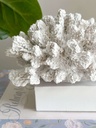 Pieza de coral blanco decorativo