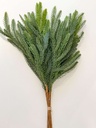 Rama Balsam Fir
