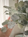 Rama silver dollar nevado