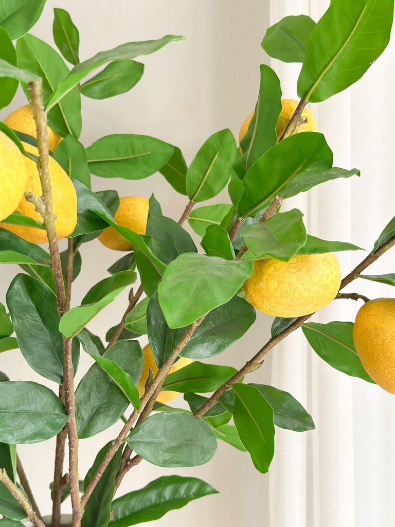 Rama de limon 3 ramas