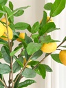 Rama de limon 3 ramas