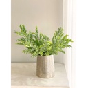 Follaje boxwood