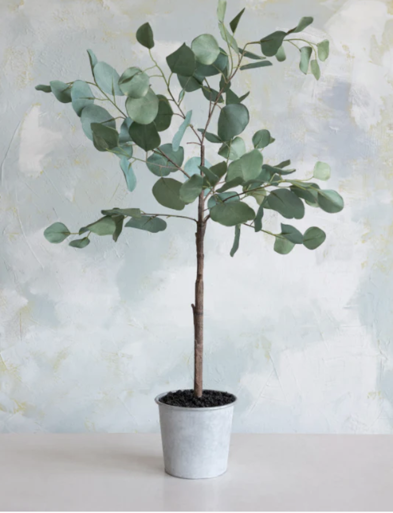 Arbol de eucalipto con macetera