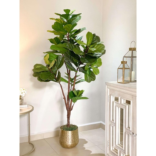 [2360010GR] Arbol Ficus Lyrata 6 pies