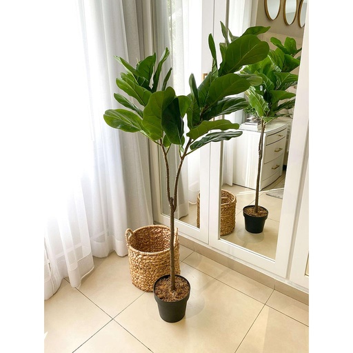[F29323] Arbol fiddle leaf 2 ramas