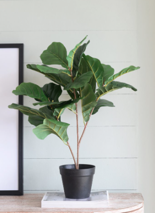 [F4534] Arbol pequeño Fiddle Leaf