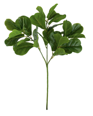 Rama Fiddle Leaf