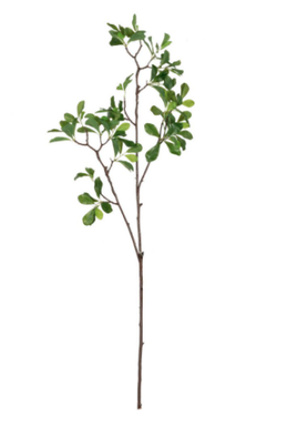 Rama de arbol con hoja