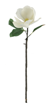 Tallo de Magnolia